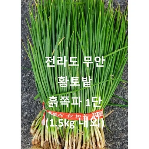 전라도 무안 황토밭.당일 수확 발송. 흙쪽파 1단 1.5kg 내외 수확 발송, 전라도 무안 흙쪽파..., 1개