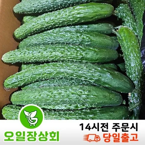 ( 오일장상회 )국내산 가시오이 못난이오이 상등급10kg, 10kg내외, 1개