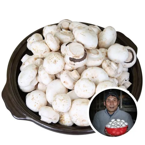 [전대표] 부여 못난이 양송이 버섯 2kg 산지직송 ugly white button mushroom B품